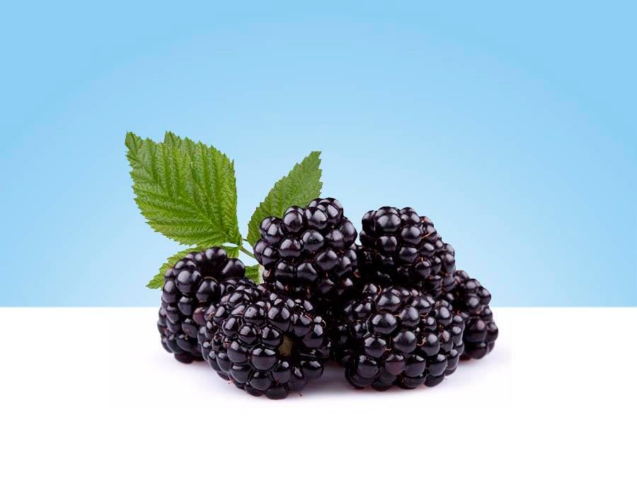 Moras, bandeja