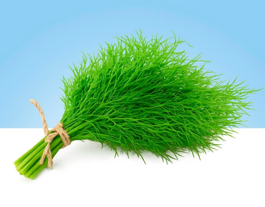 Fresh dill, bunch