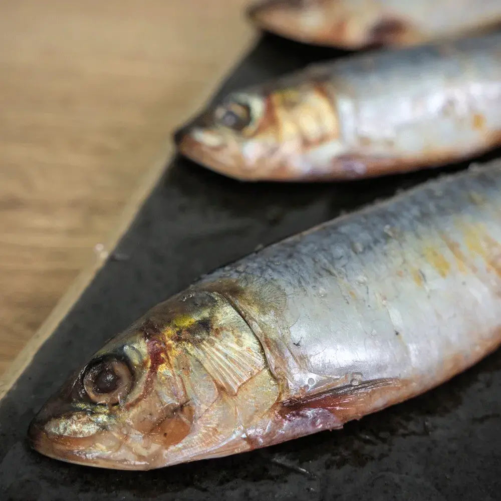 Sardines pack of 3