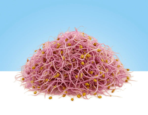Red cabbage sprouts, 60g