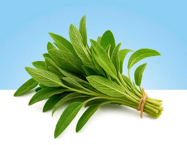 Sage, bunch