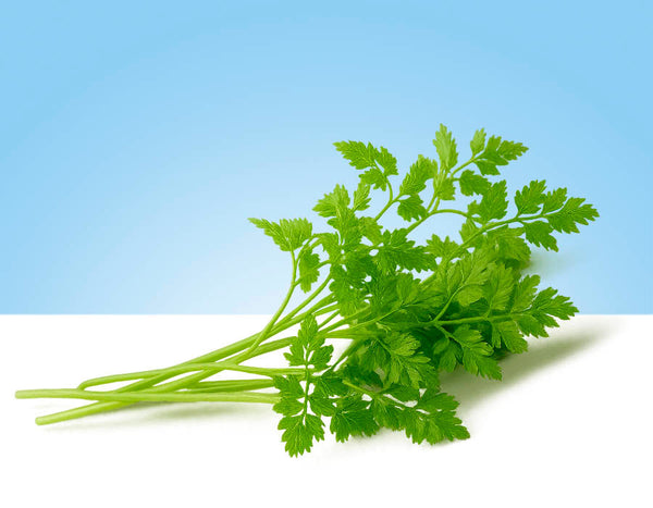 Chervil (French parsley), 40g tray